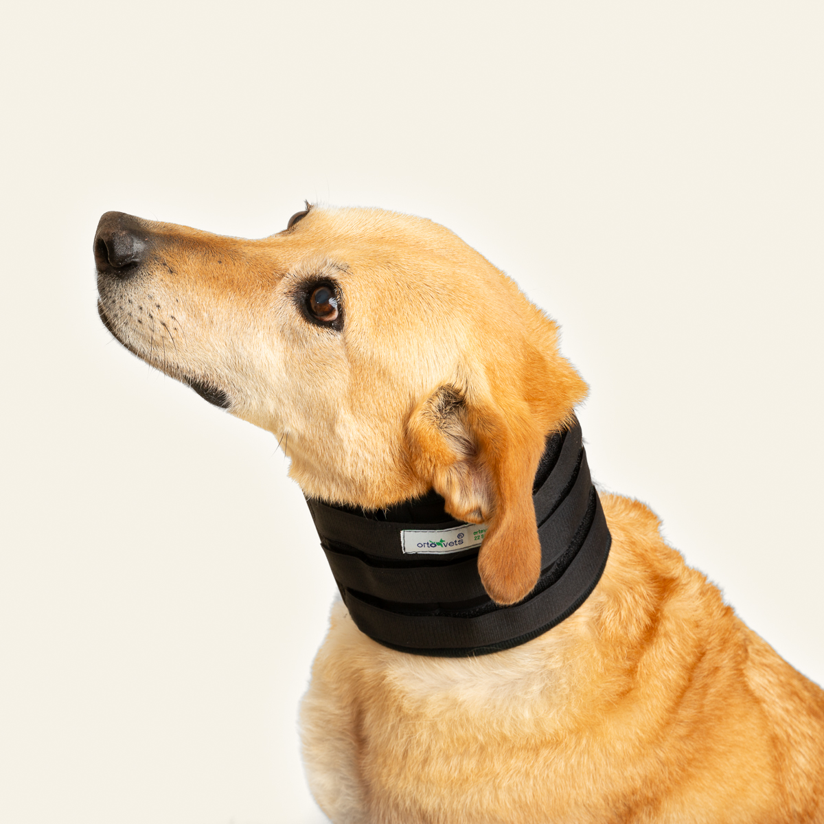 2023_Collarin_07