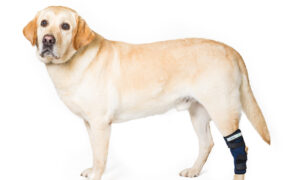 tobillera para perro