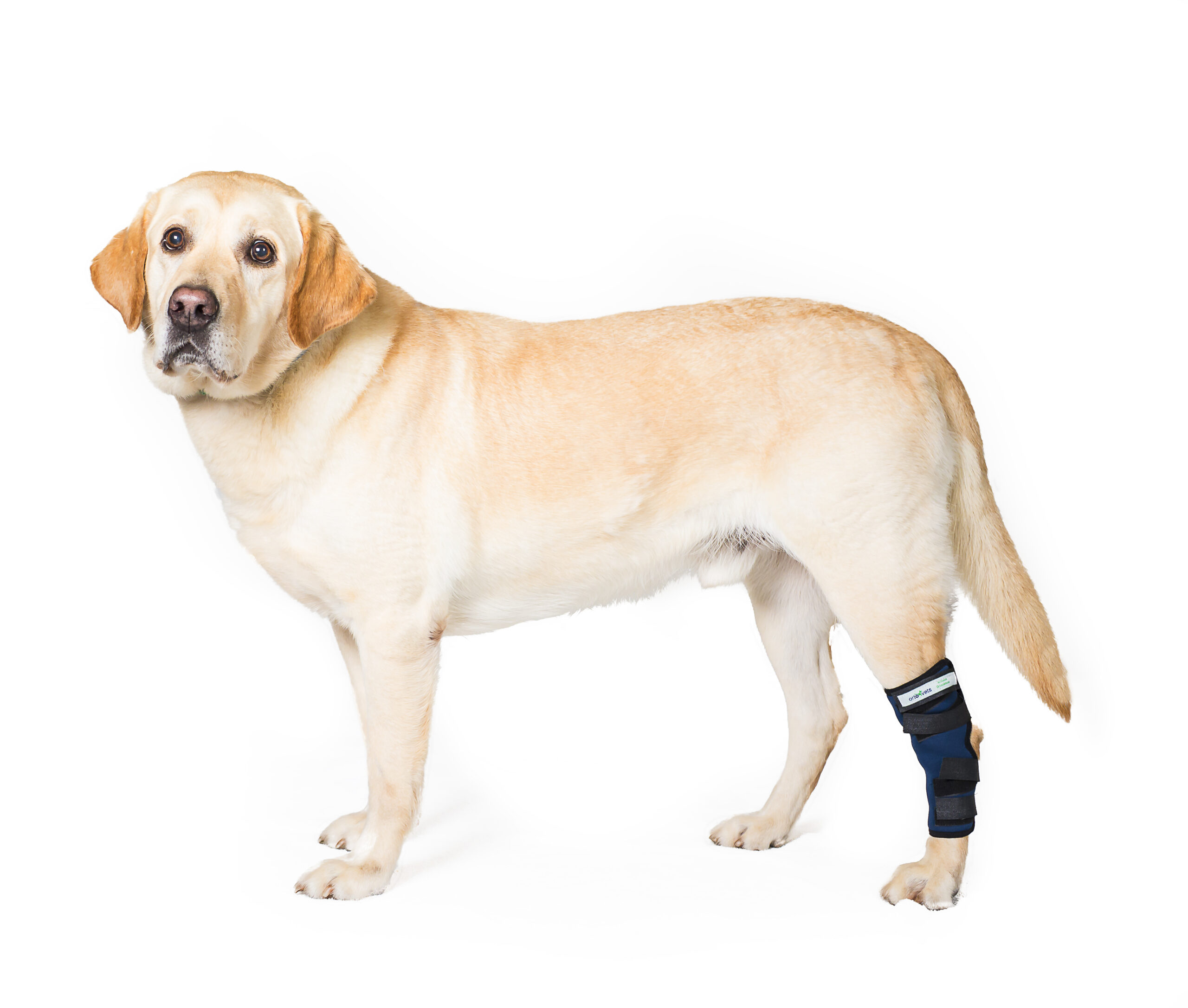 tobillera para perro